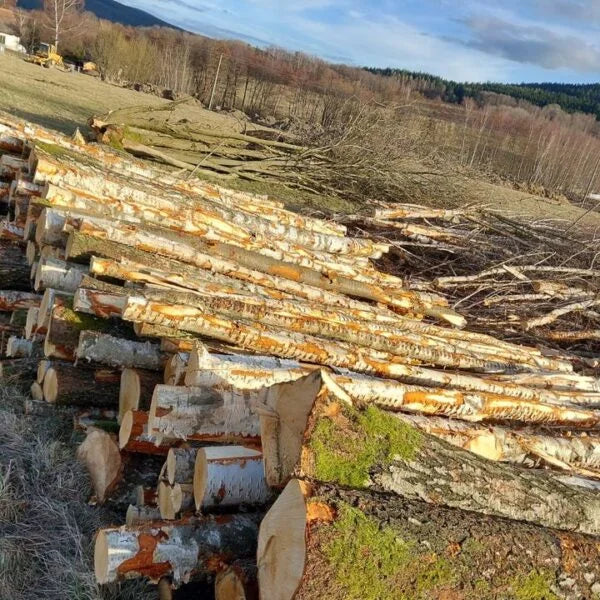 Tronchi di Betulla – Carico Completo su Camion da 50 Steri – Certificato PEFC